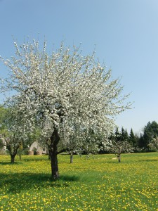 Apfelbaum im Blüte